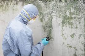 Reliable Rochester, WA Mold Inspection Solutions